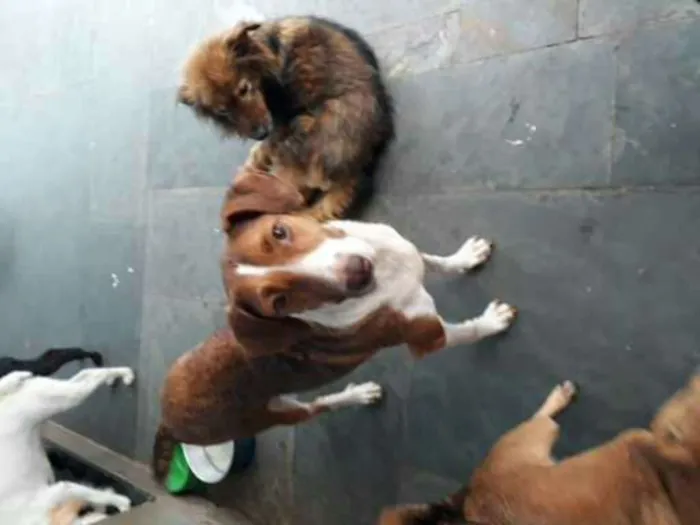 Cachorro ra a Srd idade 3 anos nome Marrom