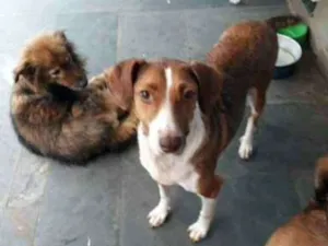 Cachorro raça Srd idade 3 anos nome Marrom