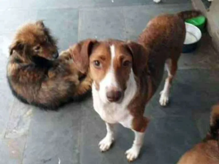 Cachorro ra a Srd idade 3 anos nome Marrom
