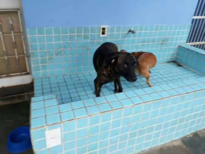 Cachorro ra a Srd idade  nome Tigrado