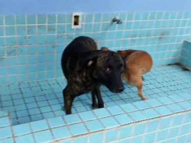 Cachorro ra a Srd idade  nome Tigrado