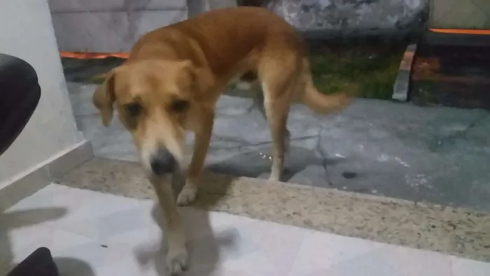 Cachorro raça Mestiço idade 2 a 6 meses nome Thor