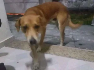Cachorro raça Mestiço idade 2 a 6 meses nome Thor