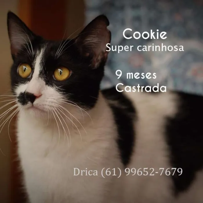 Gato ra a SRD idade 7 a 11 meses nome Cookie