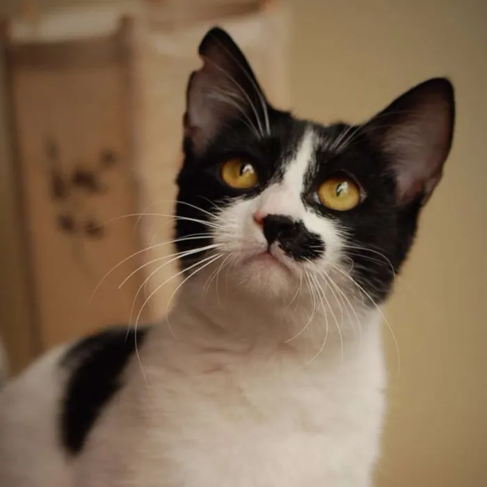 Gato ra a SRD idade 7 a 11 meses nome Cookie
