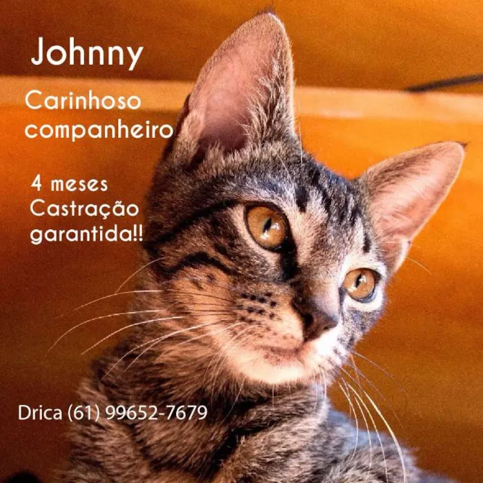 Gato ra a srd idade 2 a 6 meses nome jhonny