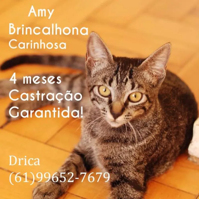 Gato ra a srd idade 2 a 6 meses nome Amy