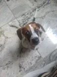 Mel