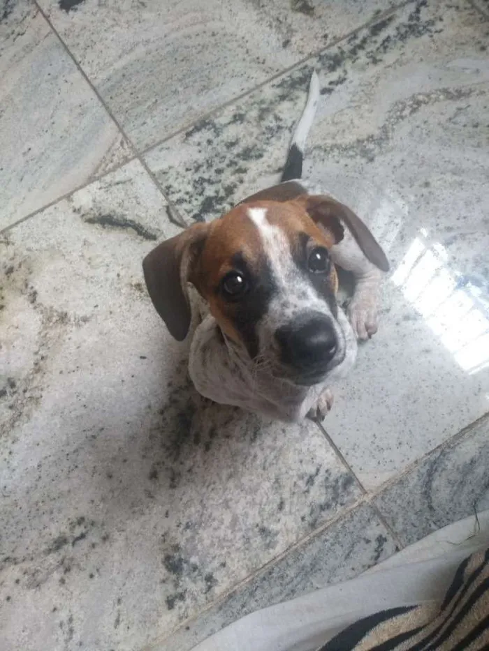 Cachorro raça Srd idade 2 a 6 meses nome Mel