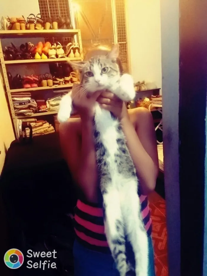 Gato raça Não identificado  idade 7 a 11 meses nome Sem nome 