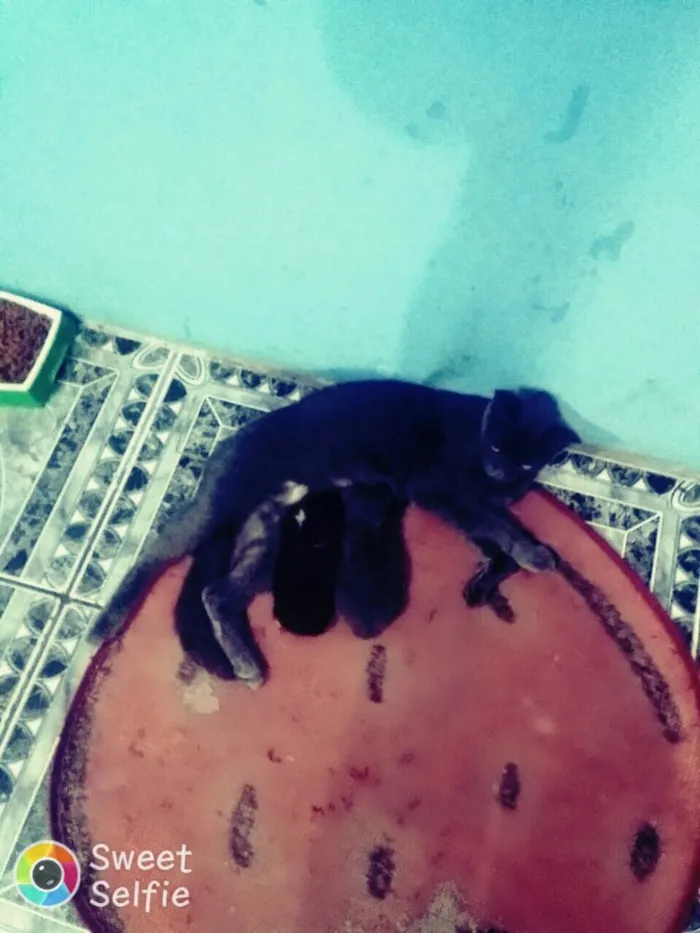 Gato raça Não identificado  idade 7 a 11 meses nome Sem nome 