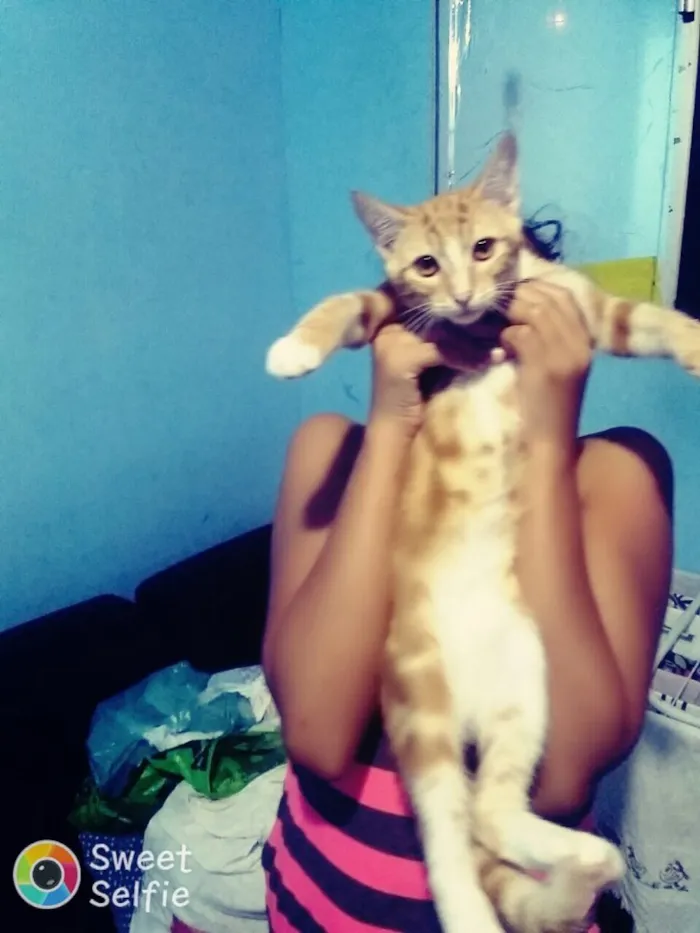 Gato raça Não identificado  idade 7 a 11 meses nome Sem nome 