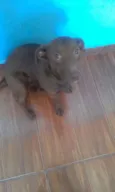 Mel 