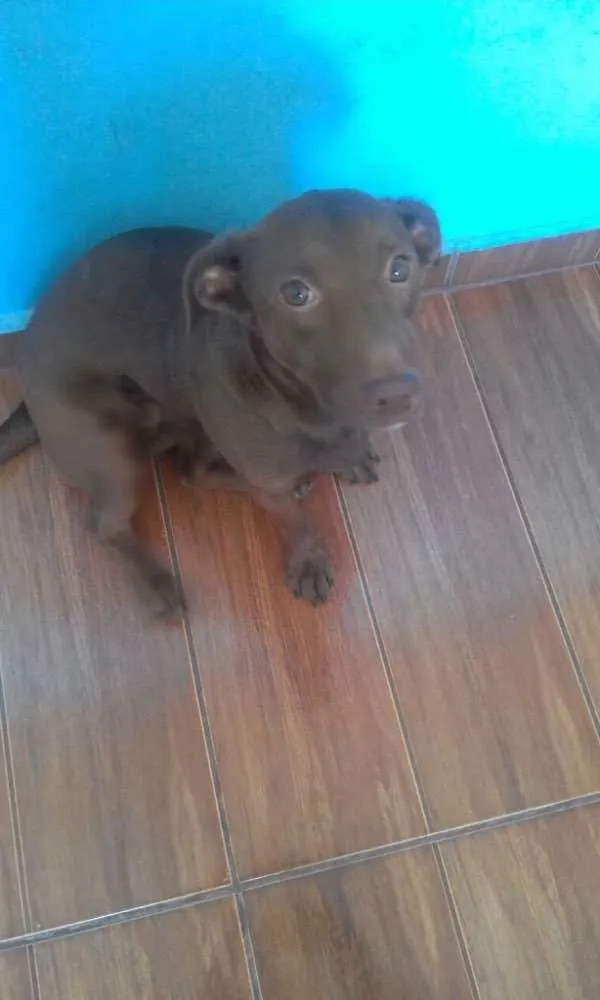 Cachorro raça Barcet com boxer idade 1 ano nome Mel 