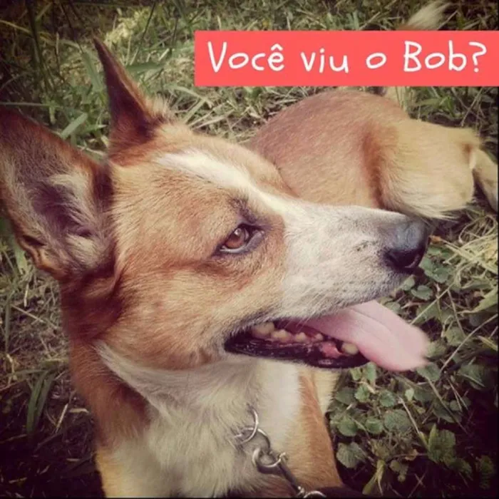 Cachorro ra a Vira lata idade 6 ou mais anos nome Bob