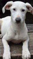 DOLY