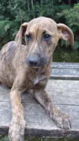 Tigresa