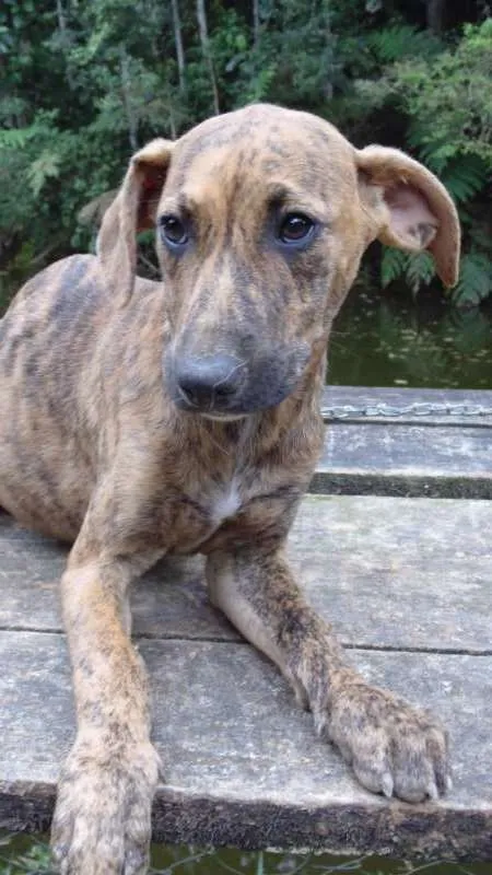 Cachorro ra a srd idade 7 a 11 meses nome Tigresa