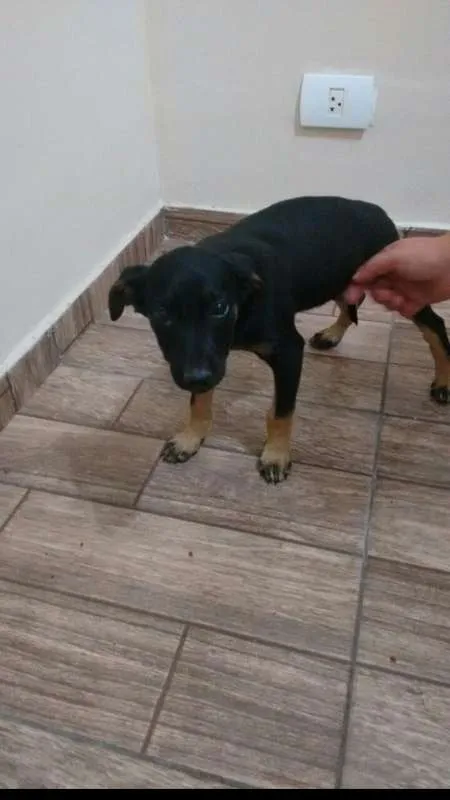 Cachorro ra a srd idade 2 a 6 meses nome Rubi