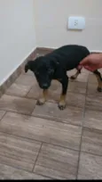 Rubi