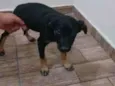 Rubi