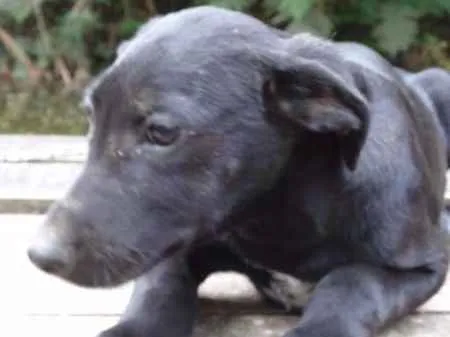 Cachorro ra a SRD idade 7 a 11 meses nome JUCA