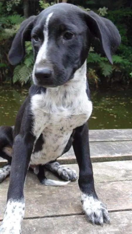 Cachorro ra a SRD idade  nome JUJU