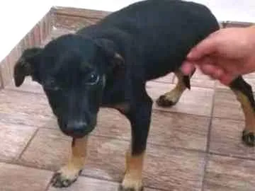 Cachorro ra a srd idade 2 a 6 meses nome Rubi