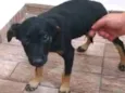 Rubi
