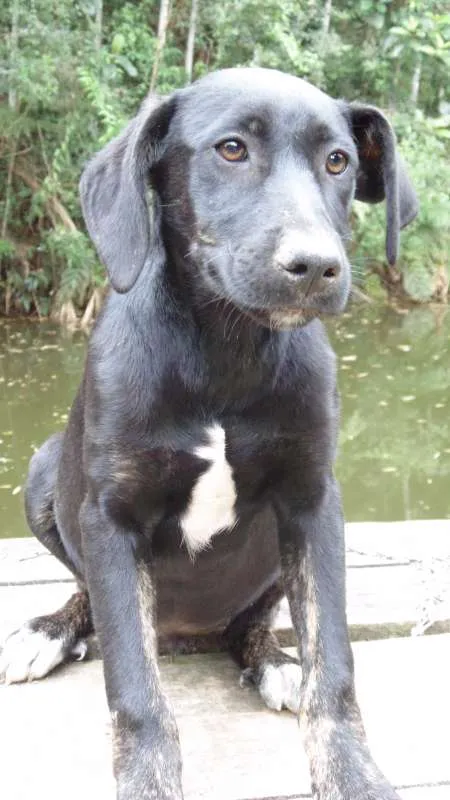 Cachorro ra a SRD idade  nome JUJUBA
