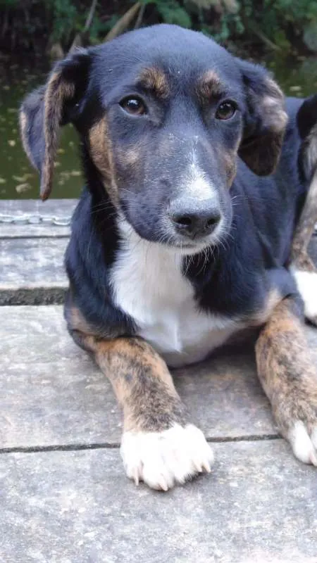 Cachorro ra a SRD idade  nome JUJUBA