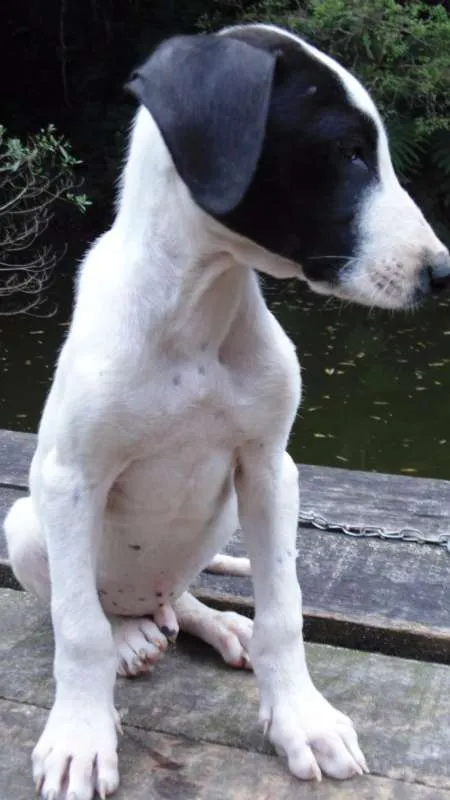 Cachorro ra a SRD idade  nome JUJUBA