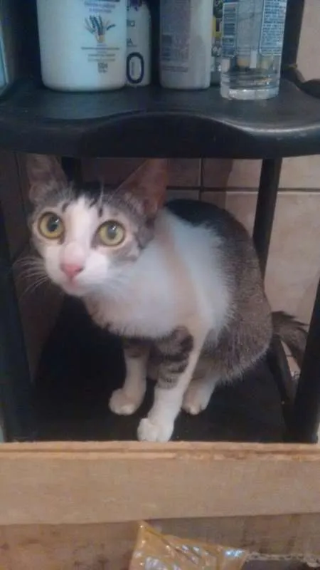Gato ra a SRD idade 2 a 6 meses nome JUBINHA