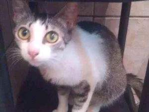 Gato raça SRD idade 2 a 6 meses nome JUBINHA