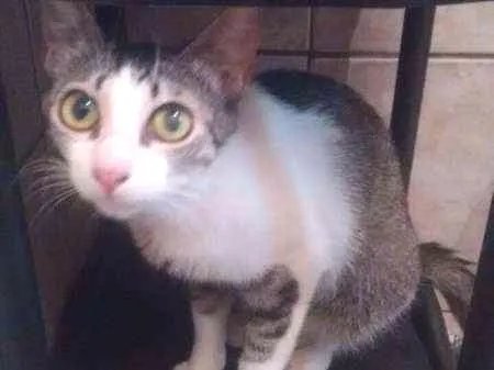 Gato ra a SRD idade 2 a 6 meses nome JUBINHA