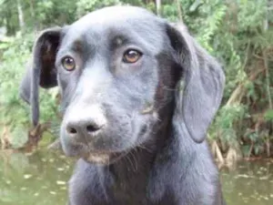 Cachorro raça SRD idade  nome JUJUBA
