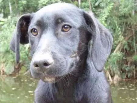 Cachorro ra a SRD idade  nome JUJUBA