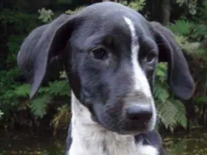 Cachorro raça SRD idade  nome JUJU