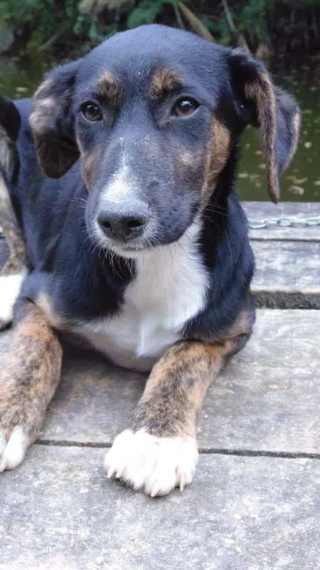 Cachorro ra a SRD idade  nome PUPY
