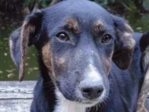 Cachorro raça SRD idade  nome PUPY