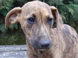Cachorro raça srd idade 7 a 11 meses nome Tigresa