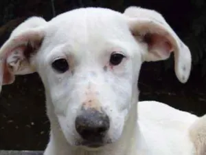 Cachorro raça SRD idade 7 a 11 meses nome DOLY
