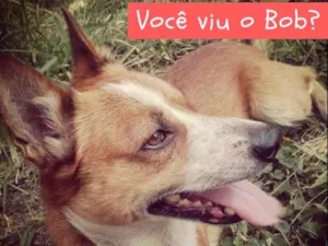 Cachorro raça Vira lata idade 6 ou mais anos nome Bob