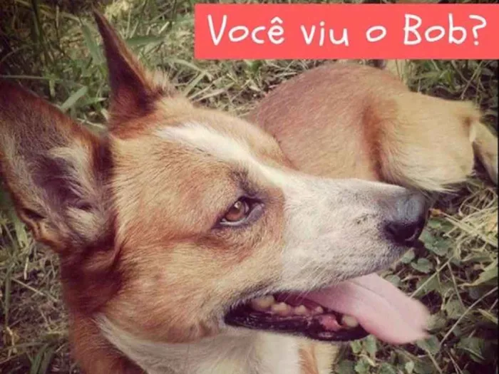 Cachorro ra a Vira lata idade 6 ou mais anos nome Bob