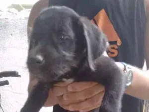 Cachorro raça Vira lata idade 2 a 6 meses nome Sem.nome ainda