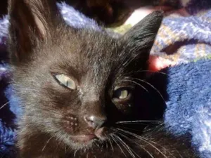 Gato raça Vira lata idade Abaixo de 2 meses nome ..