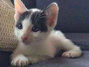 Gato raça  idade 2 a 6 meses nome Adonis 