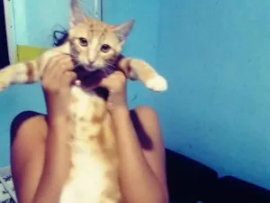 Gato raça Não identificado  idade 7 a 11 meses nome Sem nome 