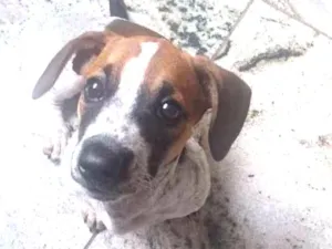 Cachorro raça Srd idade 2 a 6 meses nome Mel