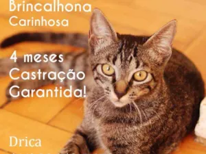 Gato raça srd idade 2 a 6 meses nome Amy
